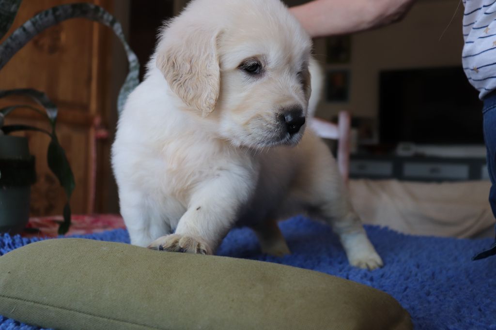 Du Cros De L'Estang - Chiots disponibles - Golden Retriever