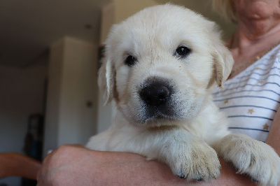 CHIOT 3