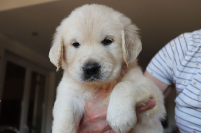CHIOT 7