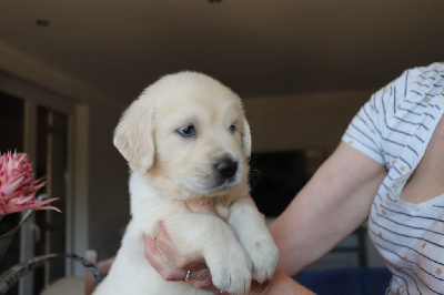 CHIOT 8