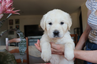 CHIOT 5