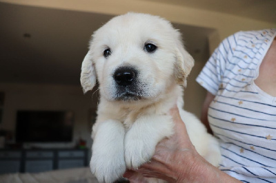 CHIOT 2