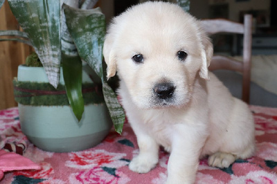 CHIOT 6